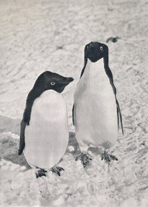 アデリーペンギンのペア、1911年、1913年