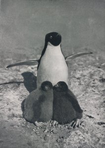 誇り高い母、c1911、1913