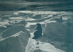ビーチのウェッデルシール、c1911、1913