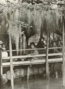 1910年亀戸にある藤のあずまや。 作： Herbert Ponting