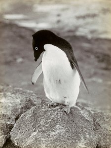 南極のペンギン
