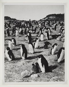 ケープロイズでのアデリーペンギン（臭化物プリント）