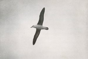 アルバトロスの高騰、c19101913、1913 作： Herbert Ponting