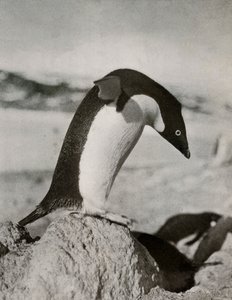 アデリーペンギンアバウトトゥダイブ、c19101913、1913