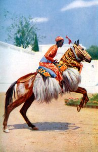 アラブの踊る馬、ウダイプール、インド、1922年。 作： Herbert Ponting