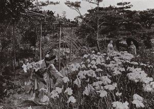 堀切の花菖蒲園にて（モノクロ写真