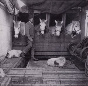 海上でポニーや犬と戯れるオーツ船長（モノクロ写真 作： Herbert Ponting