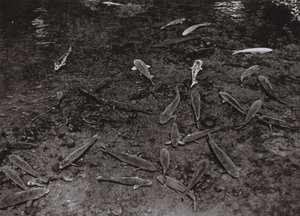 熊本の湖に浮かぶ鯉（モノクロ写真 作： Herbert Ponting