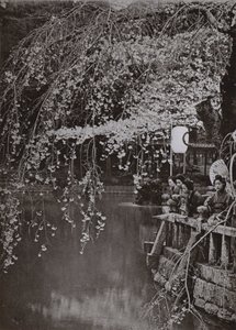日本の桜の時期（モノクロ写真