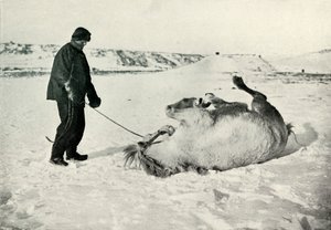 ポニーを与えるチェリーガラルド雪の中でマイケルAロール、c1911、1913 作： Herbert Ponting