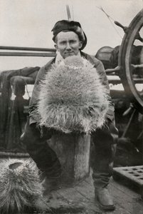 DGリリー、珪質スポンジの一部、c1911、1913 作： Herbert Ponting