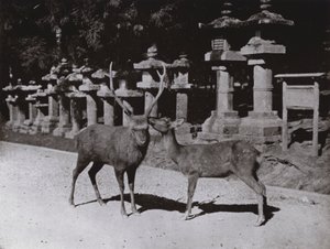 奈良の鹿の習作（モノクロ写真 作： Herbert Ponting