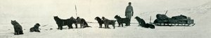 ハットポイントを去ろうとしている店を持つ犬、1911年、1913年 作： Herbert Ponting
