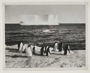 ケープロイズ沖の漂流氷山（臭化物プリント） 作： Herbert Ponting