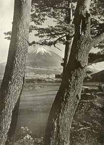 本栖湖の松の木を通る富士、1910年。 作： Herbert Ponting
