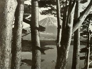 富士と松の木、1910年。 作： Herbert Ponting