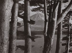 松林の間から見える富士山（白黒写真 作： Herbert Ponting