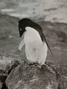 私はどうなるのか気にしない、c19101913、1913