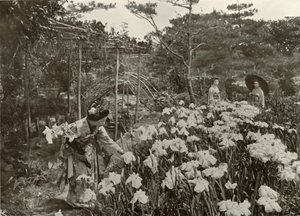 アイリスガーデン、1910年。