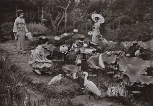蓮の庭で（モノクロ写真
