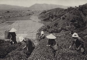 1920年代の日本。お茶の収穫（白黒写真 作： Herbert Ponting