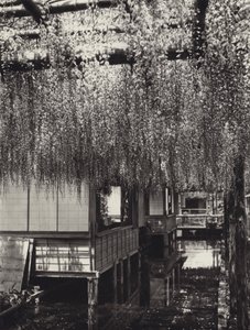 1920年代の日本。東京・亀戸（モノクロ写真 作： Herbert Ponting