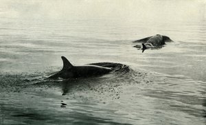 キラークジラの立ち上がり、打撃、c19101913、1913 作： Herbert Ponting