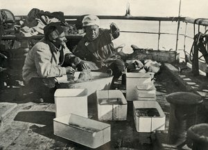リリーとレビック博士がトロール漁獲を仕分け、c19101913、1913 作： Herbert Ponting