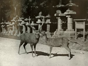 親愛なる君へ！奈良での研究、1910年。 作： Herbert Ponting
