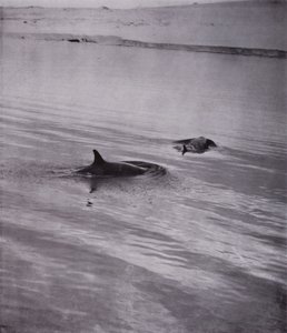 「On all sides killer whale」（モノクロ写真 作： Herbert Ponting