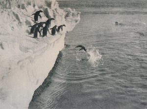 ペンギンダイビング、c1911、1913