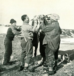 ポニーはウイスキー、1911年2月8日、1913年 作： Herbert Ponting