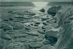 エバンス岬で新しく形成されたパンケーキの氷を浴びているアザラシ、c19101913、1913 作： Herbert Ponting