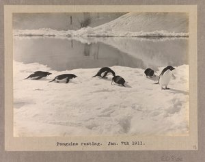 氷上で休む6羽のアデリーペンギン 作： Herbert Ponting