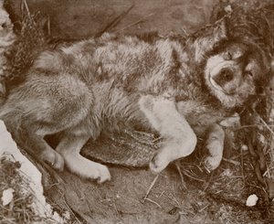 Stareek Malingering、c19101913、1913