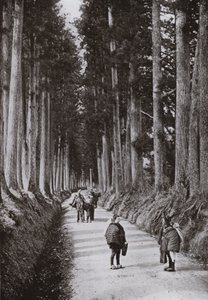 日光のクリプトメリア通り（モノクロ写真