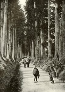 1910年の日光のスギ