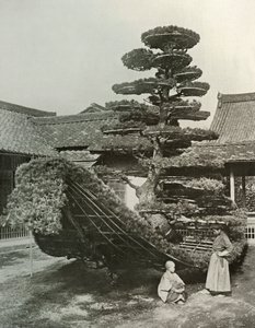 金閣寺の松のジャンク、1910年。 作： Herbert Ponting