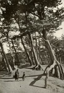 The Pines of Shizu-Ura, 1910. 