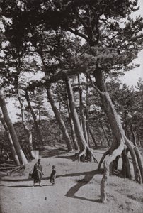 静浦の松（モノクロ写真