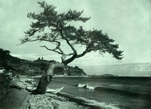 木と波、1910年。 作： Herbert Ponting