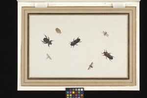 甲虫と蛾の習作（白地のオランダ紙にグワッシュと水彩）