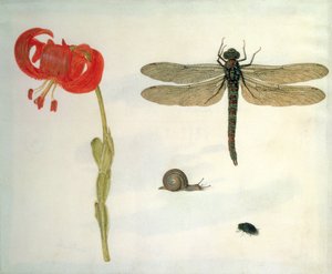 レッドタイガーリリー、カタツムリ、カブトムシ、トンボ（ベラムのガッシュ）の研究 作： Herman Henstenburgh