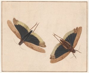 2 つのバッタ 作： Herman Henstenburgh