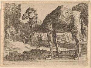 ラクダ 作： Herman van Swanevelt