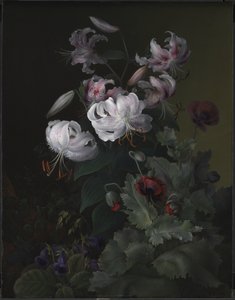 顕花植物 作： Hermania Neergaard