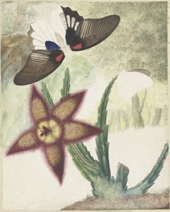 二匹の蝶と五弁の黄紫の花 作： Hermanus de Wit