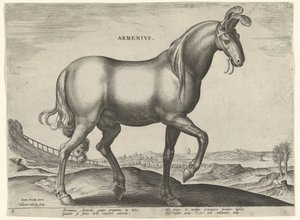 アルメニアからの馬 (アルメニウス) Armenivs (オブジェクトのタイトル) オーストリアのドン ファンの王室厩舎の馬の品種 (シリーズ タイトル) Equile Ioannis Austriaci Caroli (シリーズタイトル) 作： Hieronymus Wierix