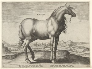 ギリシャからの馬 (Achivus) Achivvs (オブジェクトのタイトル) オーストリアのドン ファンの王室厩舎の馬の品種 (シリーズ タイトル) Equile Ioannis Austriaci Caroli (シリーズタイトル)
