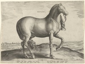 シチリアの馬 (Siculus) Sicvlvs (オブジェクトのタイトル) オーストリアのドン ファンの王室厩舎の馬の品種 (シリーズ タイトル) Equile Ioannis Austriaci Caroli (シリーズタイトル) 作： Hieronymus Wierix